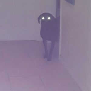 Meet your Posher, Bella